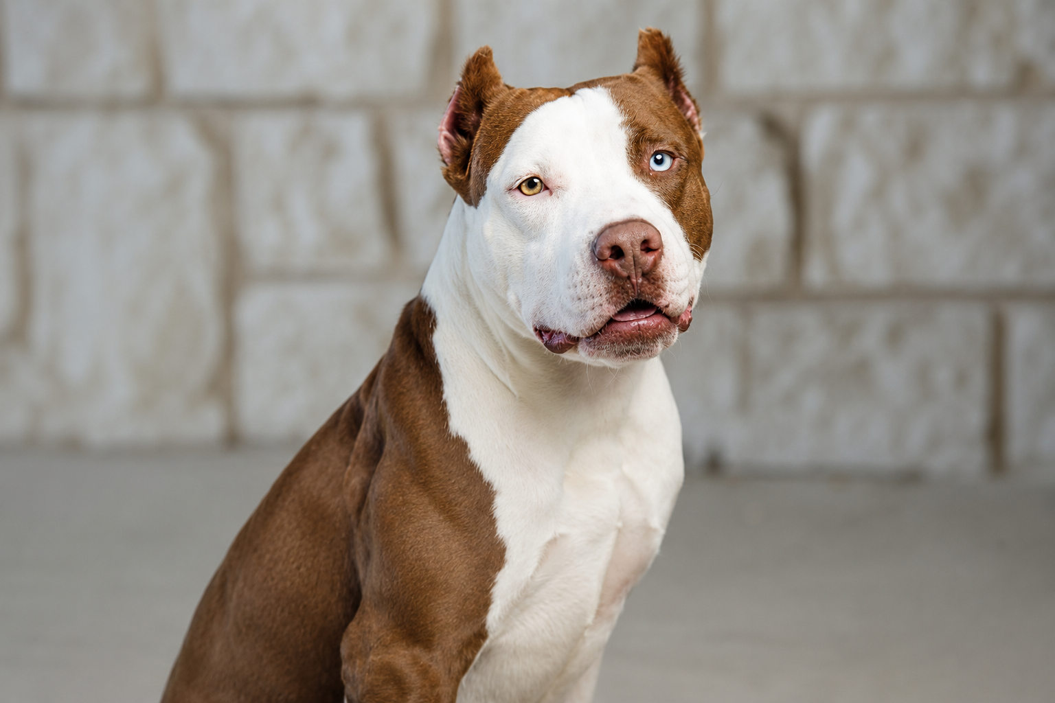 Can Pit Bulls Be Service Dogs
