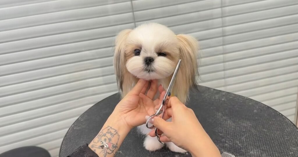 Pom Shih Tzu Mix Breed