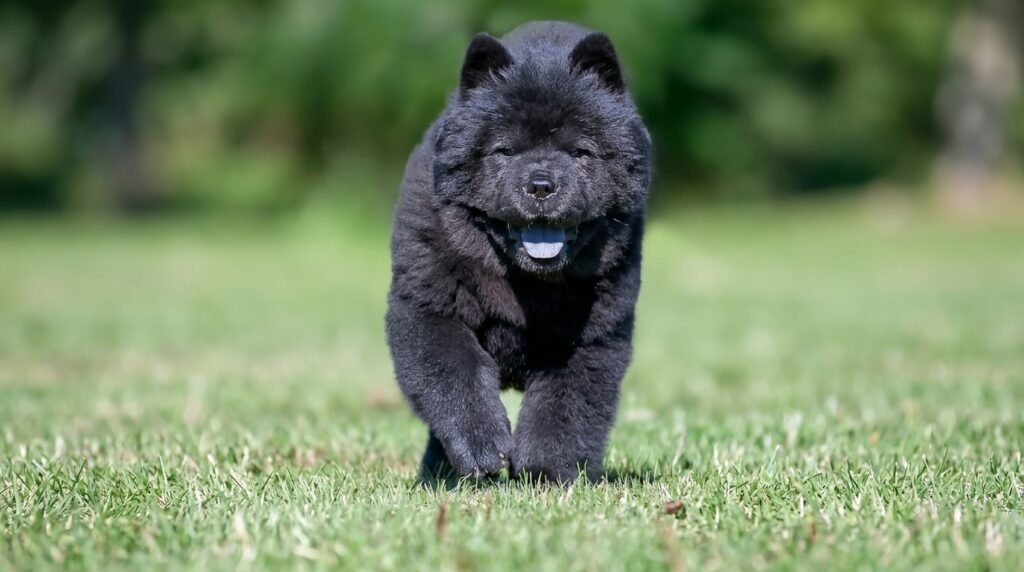 Most Dangerous Dog Breeds