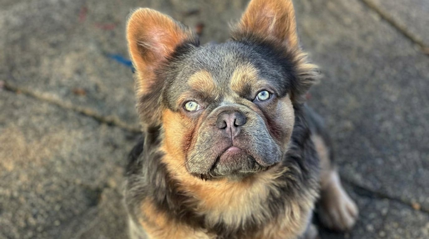 Long Haired French Bulldog