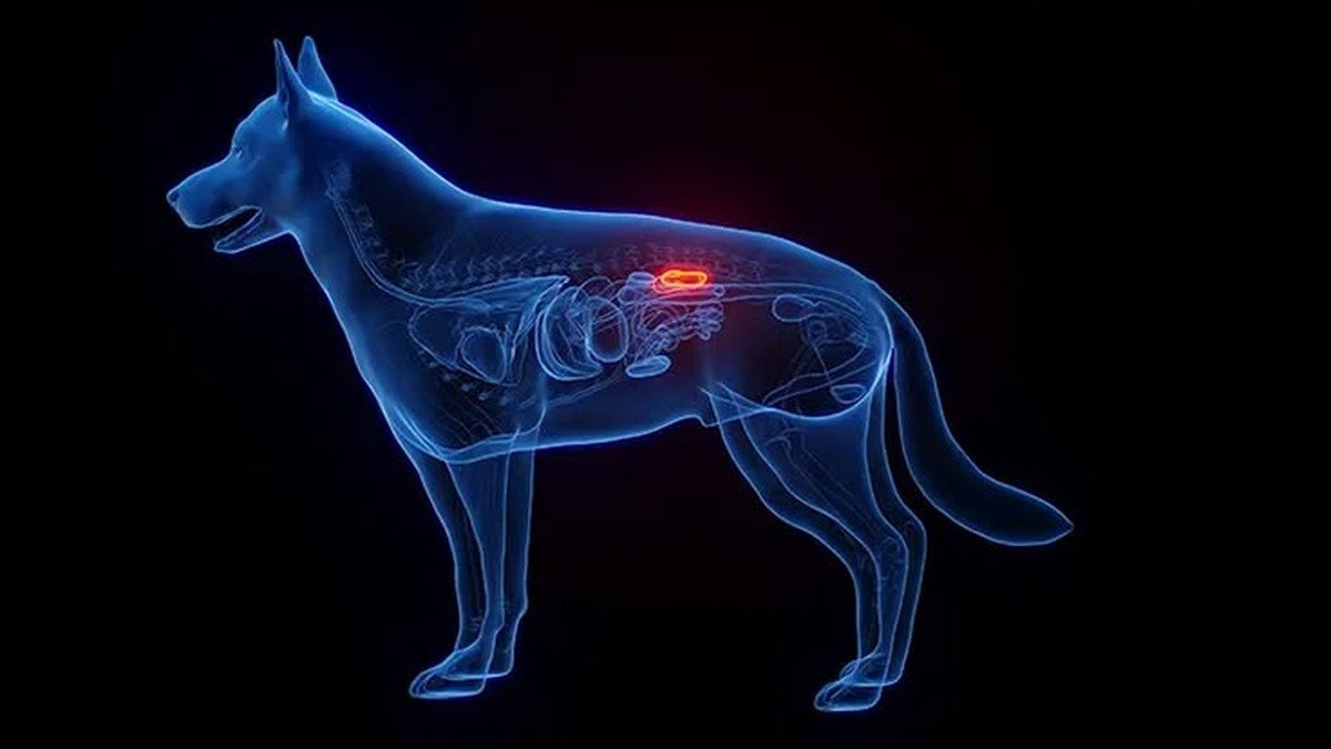 EArly signs of kidney Disease in Dog